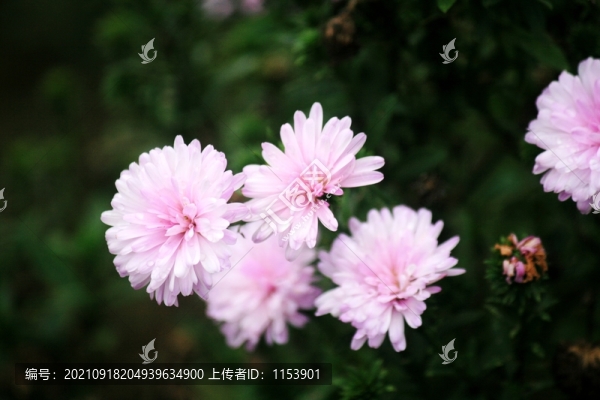 重瓣荷蘭菊