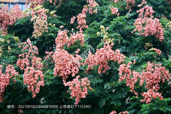 欒樹開花