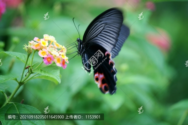 蝶戀花