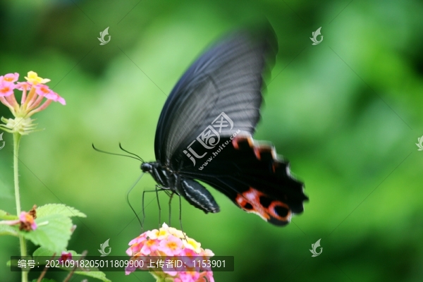 蝶戀花
