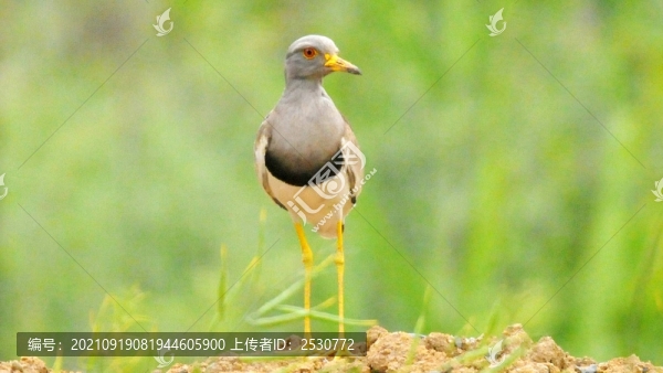 灰頭麥雞