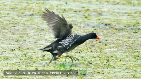 黑水雞