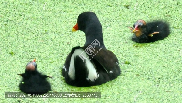 黑水雞