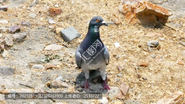 巖鴿