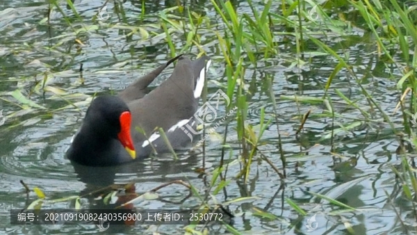 黑水雞
