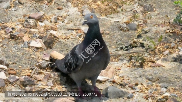 巖鴿
