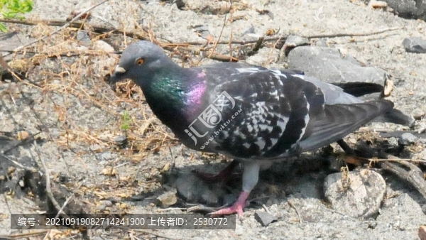 巖鴿