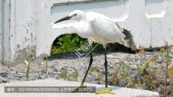 白鷺