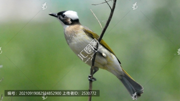 白頭鵯