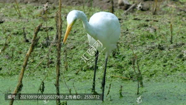 白鷺