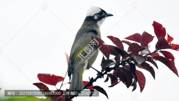 白頭鵯
