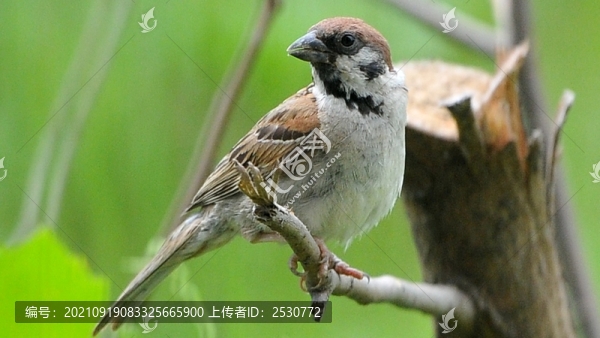 麻雀