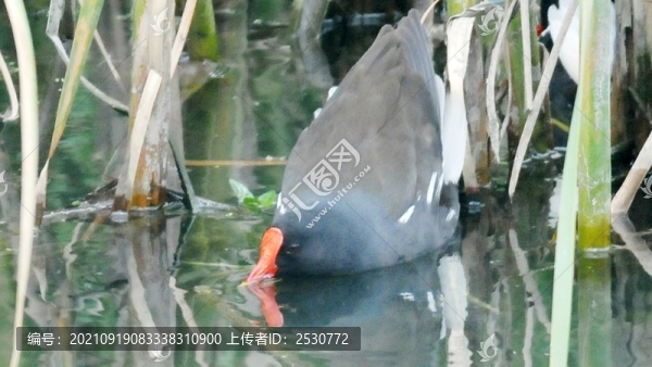 黑水雞