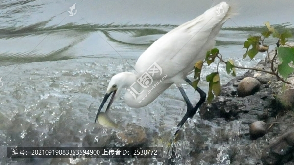 白鷺