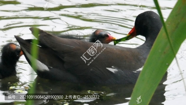 黑水雞