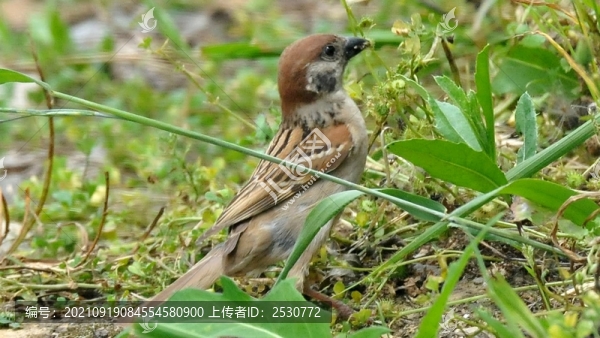 麻雀