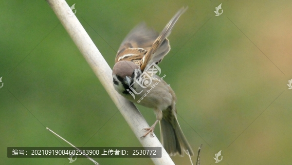 麻雀