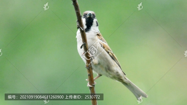 麻雀