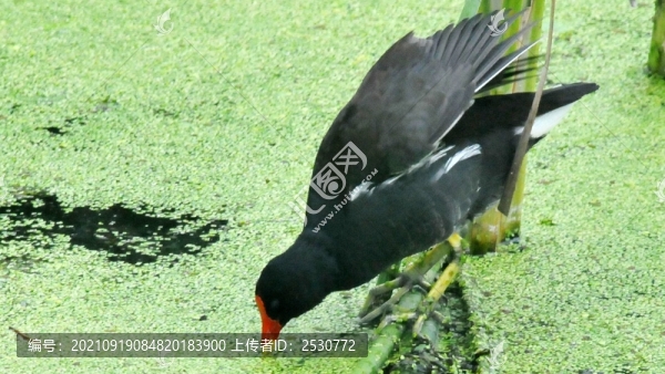 黑水雞