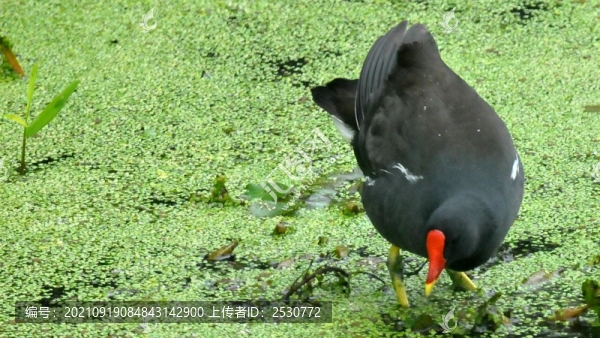 黑水雞