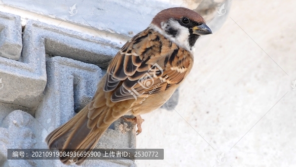 麻雀