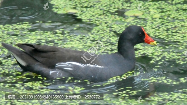 黑水雞