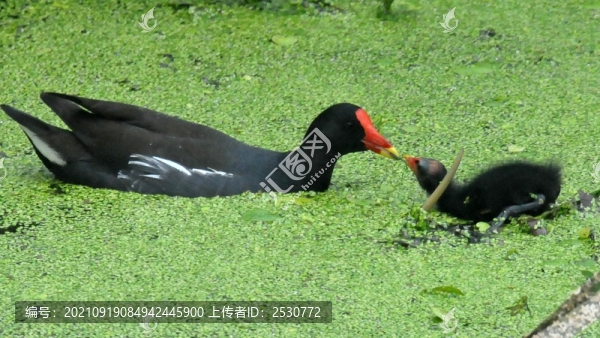 黑水雞