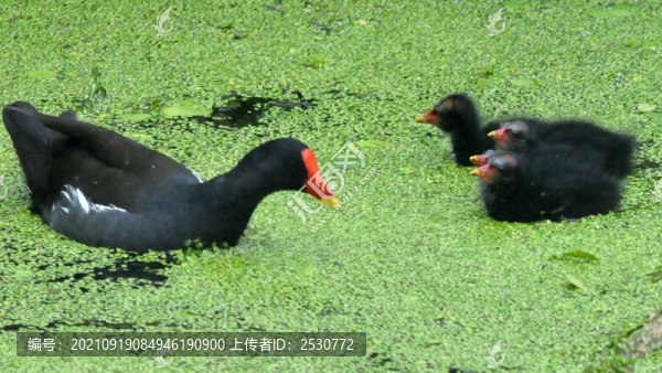 黑水雞