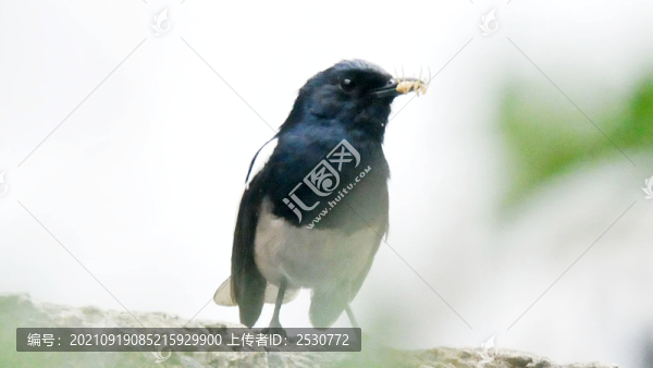 鵲鴝