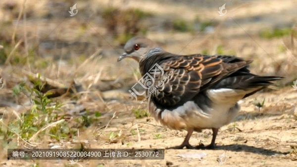 山斑鳩