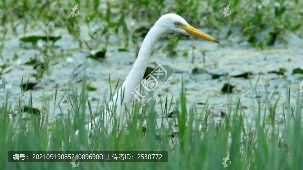 白鷺