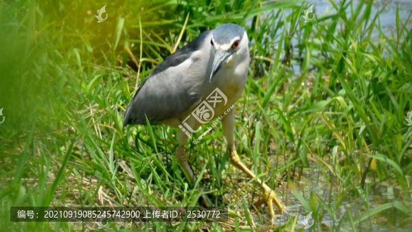 夜鷺
