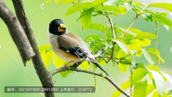 蠟嘴雀