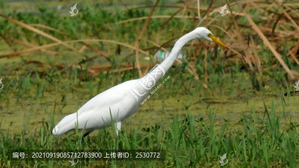 白鷺