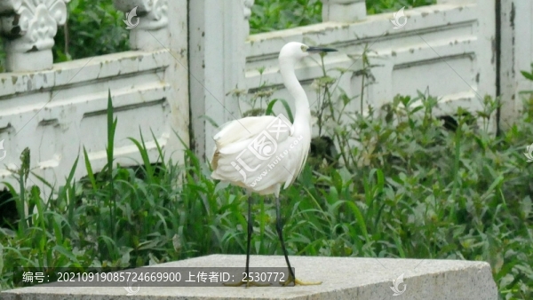 白鷺