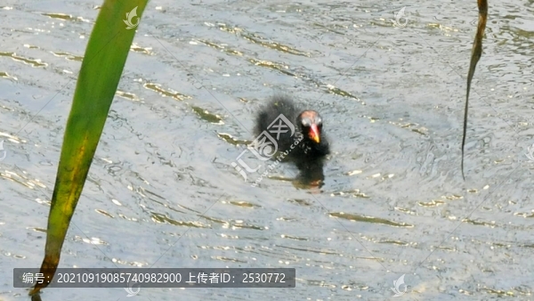 黑水雞