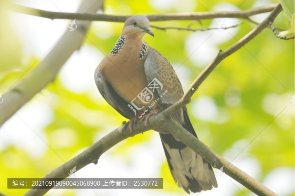 斑鳩
