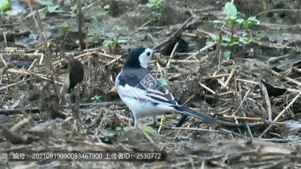 白鹡鸰