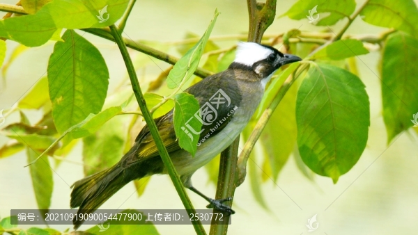 白頭鵯