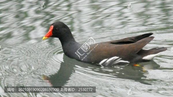 黑水雞