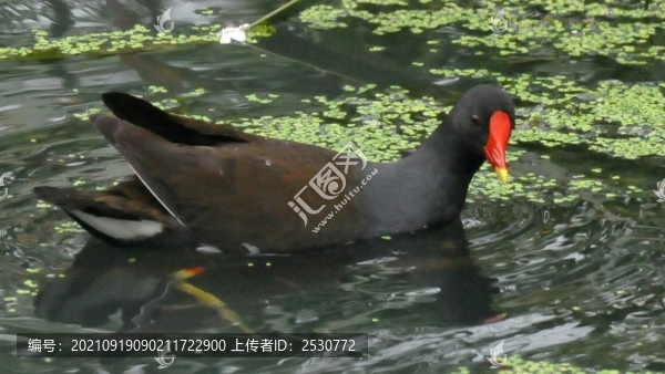 黑水雞