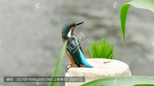 翠鳥