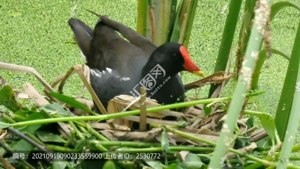 黑水雞
