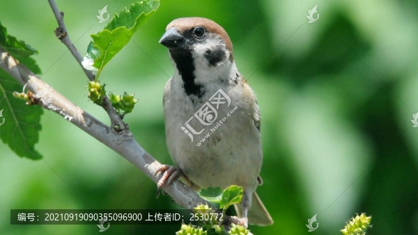 麻雀