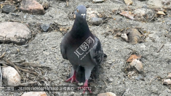 巖鴿