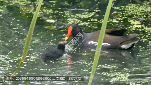 黑水雞