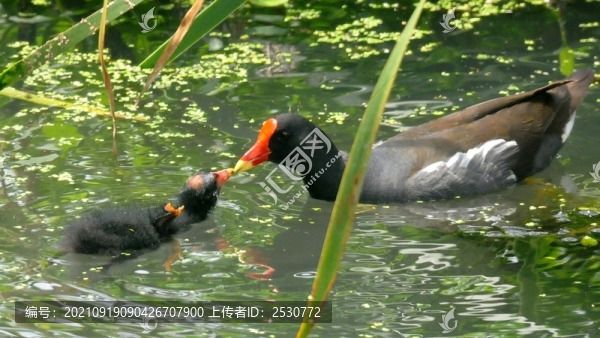 黑水雞
