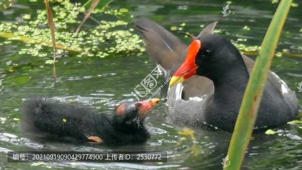 黑水雞