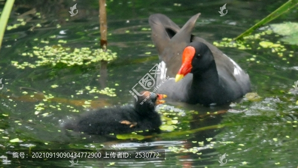 黑水雞