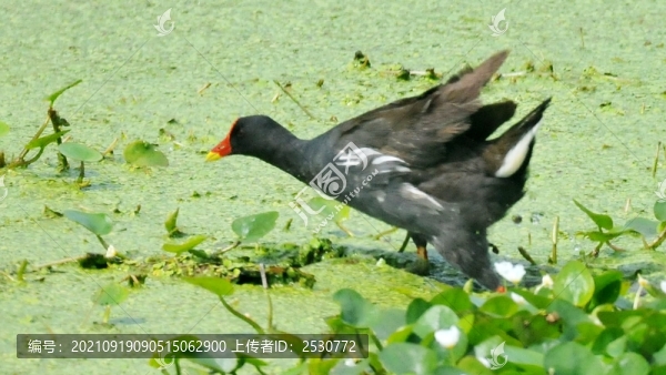 黑水雞